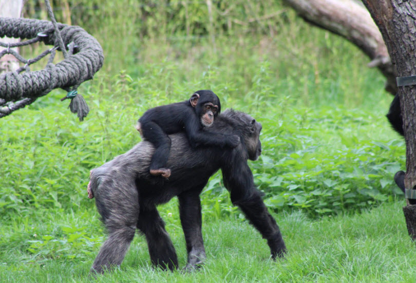 Tchimpounga Sanctuary